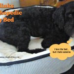 dog in orthopedic dog bed www.dogtrottting.net