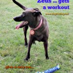 dog with K9 fitness for Zeus dog toys review and give-away