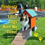dog at Pawlooza 2018 pet festival
