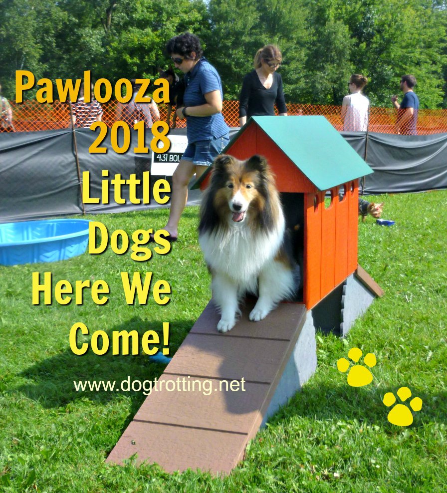 dog at Pawlooza 2018 pet festival