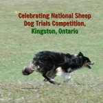 National Sheep Dog Trials, Kingston, Ontario