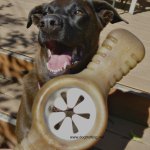 dog with benebone dogtrotting.net