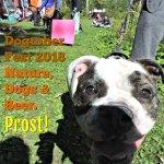 dog at dogtorber fest outdoor dog event at solitude nature reserve