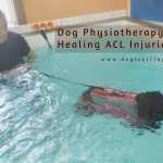 physiotherapy for dogs