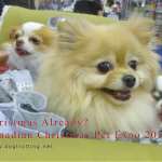 Canadian Christmas Pet Expo dogtrotting.net