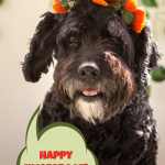 black dog with orange flowers
