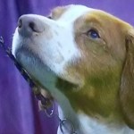 sporting dog at Westminster dog show