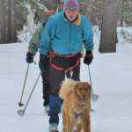 dog skijoring at Arrowhead Provincial Park, Ontario, Canada