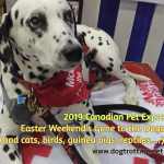 Dalmation firehouse dog at Canadian Pet Expo 2019