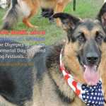 German Shepard at Dog Bowl 2019 Frankenmuth, Michigan