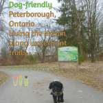 dog at GreenUP park in Peterborough, Ontario