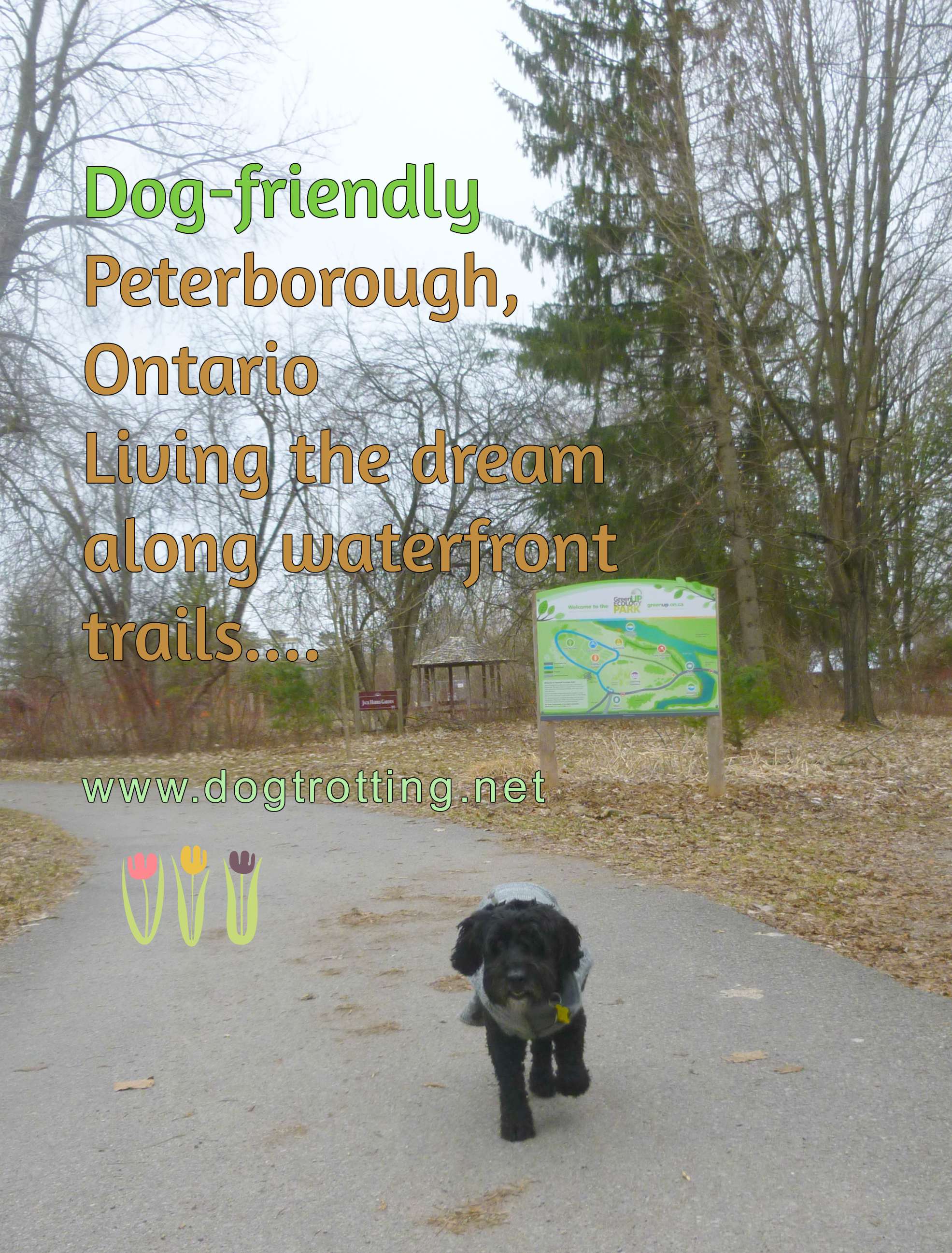 dog at GreenUP park in Peterborough, Ontario