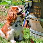 dog at Muddy Paws Wine Festival 2019