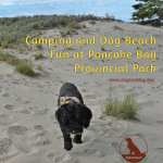 dog on dog beach pancake bay ontario canada