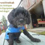 dog on table in front of barn filled with antique farm equipment