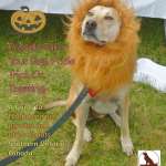 dog in lion costume
