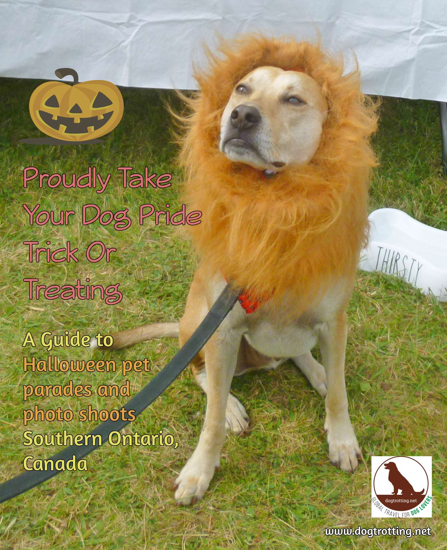 dog in lion costume
