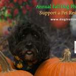 cute black dog with pumpkin