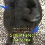 little fluffy black dog