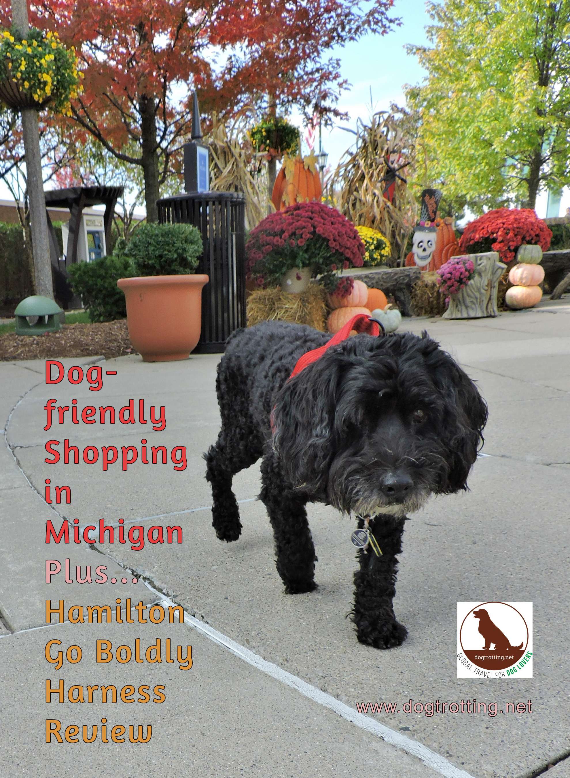 cute black terrier at Michigan outdoor mall with text: dog-friendly shopping in Michigan