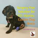 black dog with leg brace from PawsAbility