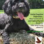 My beautiful black terrier on hay bale with text: Canine Cognitive Dystunction