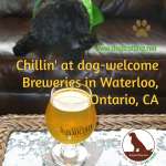 dog inside inside dog-friendly brew pub in waterloo ontario