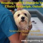 cute beige terrier being carried by vet tech with text: heading to Vet clinic for neurological consult