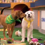 two dogs playing in Puppy Bowl XVI on Animal Planet
