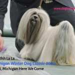 Peekineese dog at The Michigan Winter Dog Classic dog show