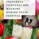 tulips and small pic of black and white dog with text: colourful virtual dog walking during tulip festival in Ottawa, Ontario