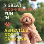 cockapoo poodle held in air and announcing dog friendly fun in Asheville North Carolina