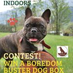 cute small dog on ball with text: how to keep your dog entertained indoors and contest! win a boredom buster dog box