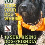 beautiful black dog with orange bandana beside text: you took your dog where? 10 surprising dog-friendly activities