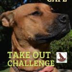 smiling brown dog with text: dog-friendly cafe take out challenge
