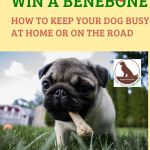 pug dog promoting dog chew contest