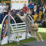 President's Choice SuperDogs dog jumping hurdles