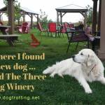 Golden Retriever at Three Dog Winery Outside
