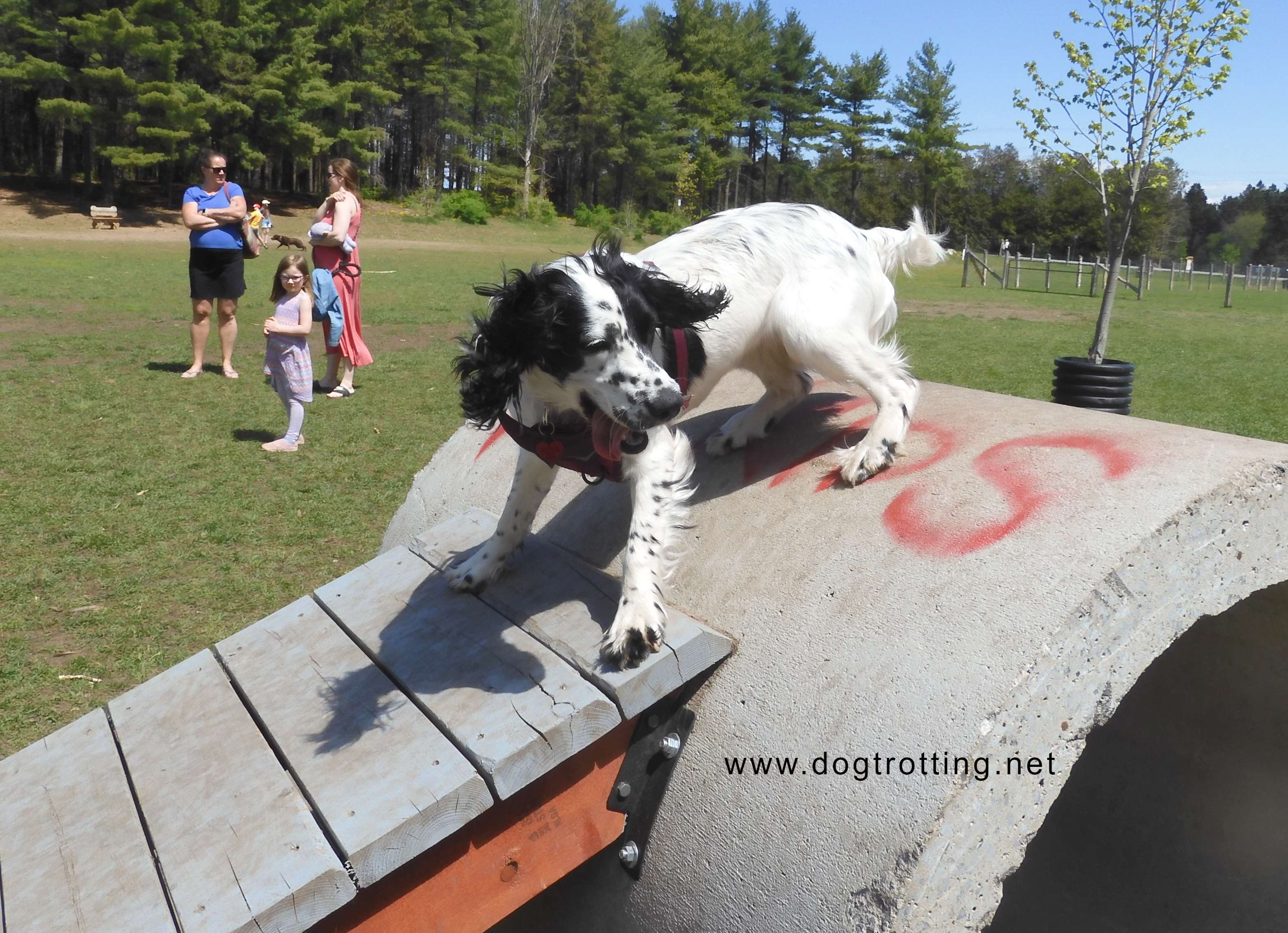 Explore Leashfree Ottawa, Ontario with your dog One Puppy’s Paradise