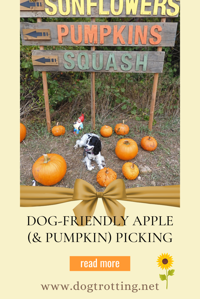 Dogfriendly Apple Picking (& Pumpkin Patches) Dog Trotting