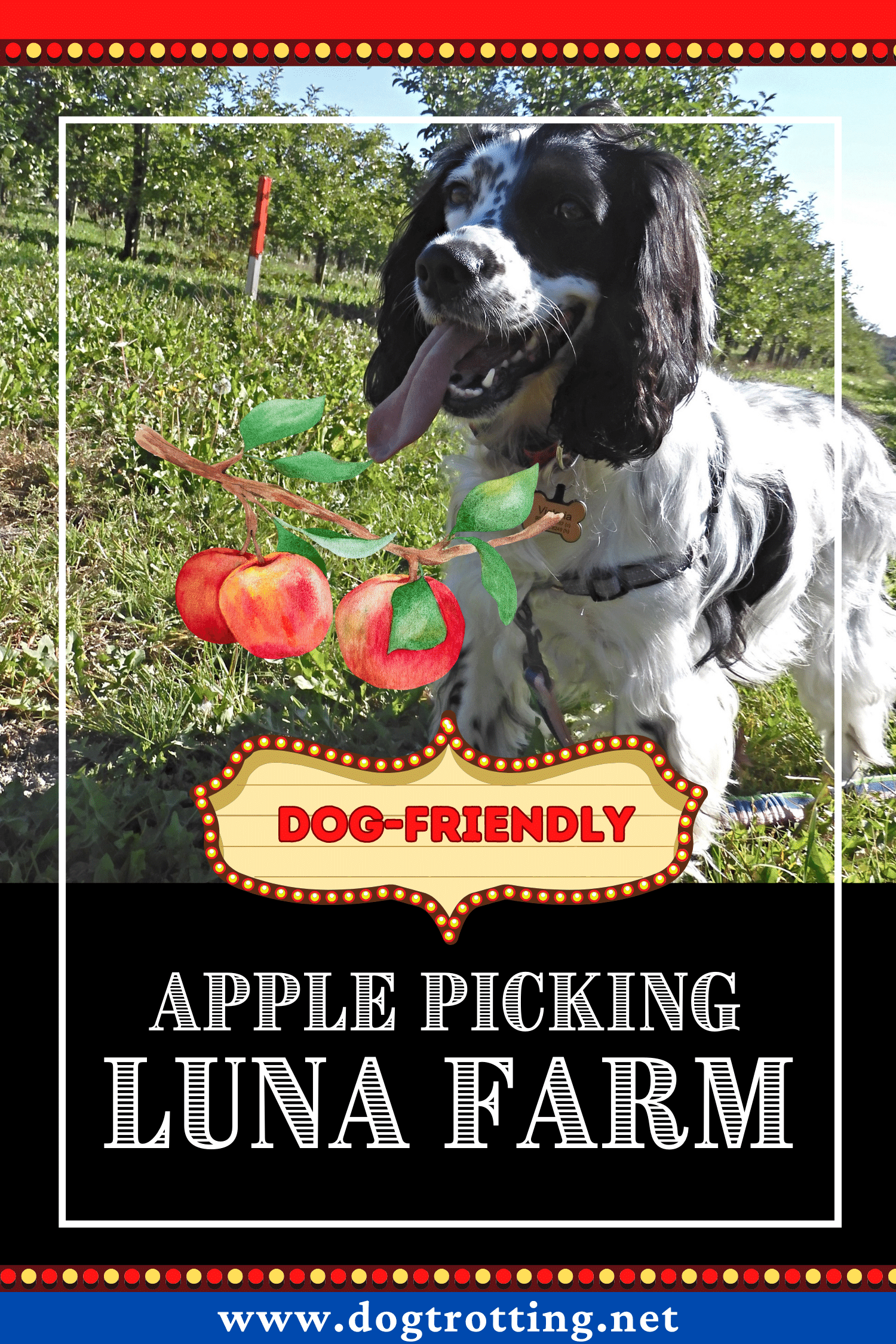 poster with black and white dog in apple field promoting dog friendly Luna Farms