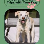 white lab on green poster promoting 7 benefits of close to home road trips with your dog