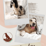 poster with two dogs promoting how to dry your dog post