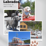 poster with four images of dogs and one boat promoting 'dog-friendly St. John's' article