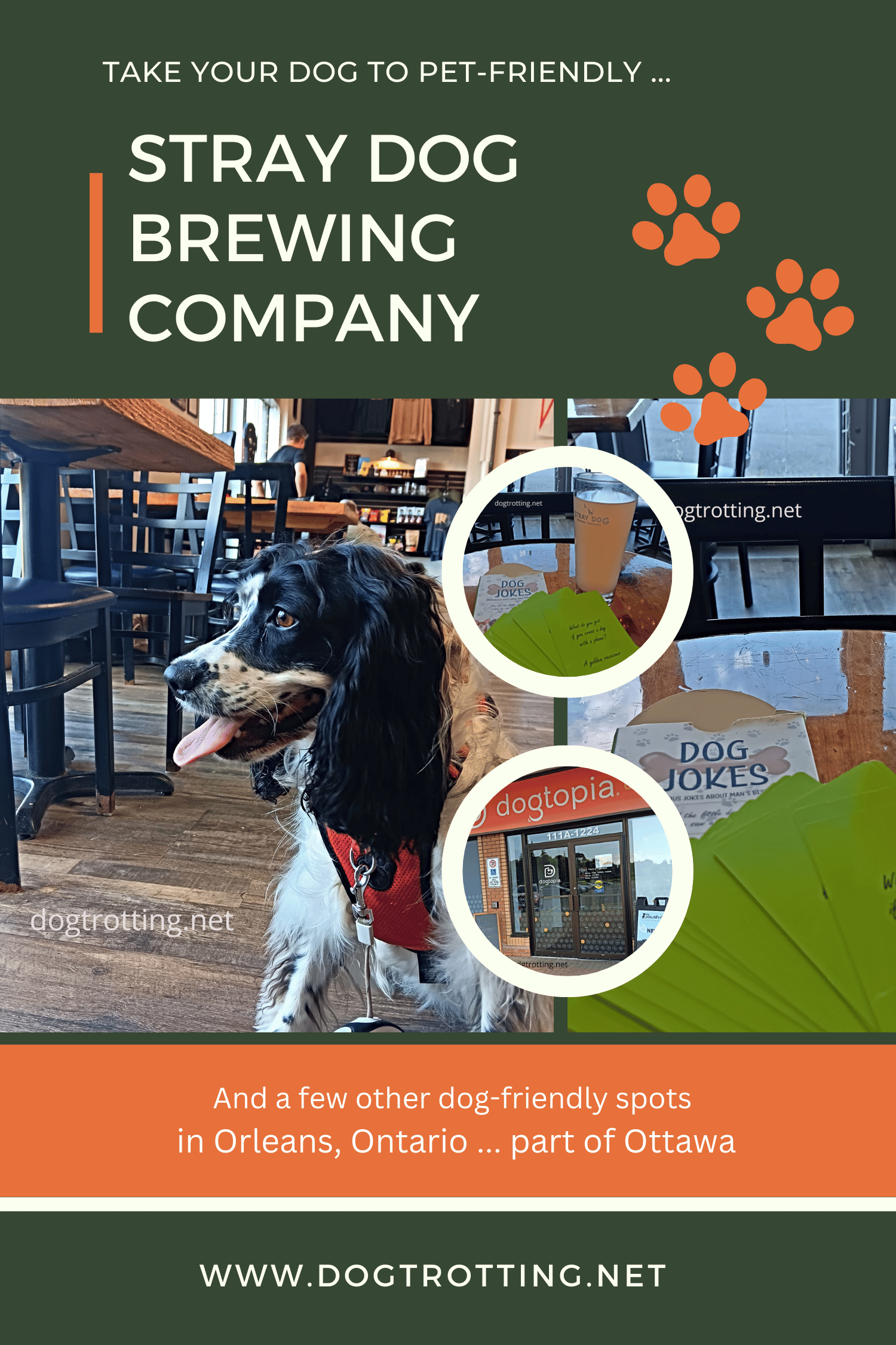 poster with black and white dog promoting dog-friendly Stray Dog Brewing Company and other dog friendly activities in Orleans Ottawa Ontario