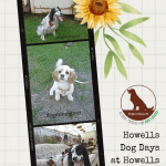 poster with three images of dogs on a farm promoting Howells Dog Days at Howells Farms