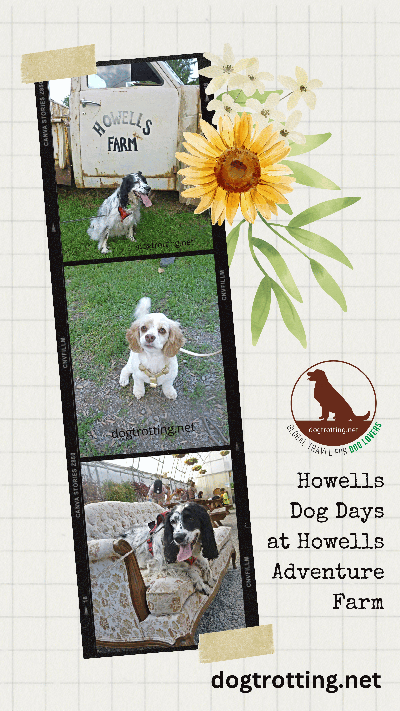 poster with three images of dogs on a farm promoting Howells Dog Days at Howells Farms
