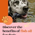 poster with dalmaltion holding a fish promoting fish oil for dog post