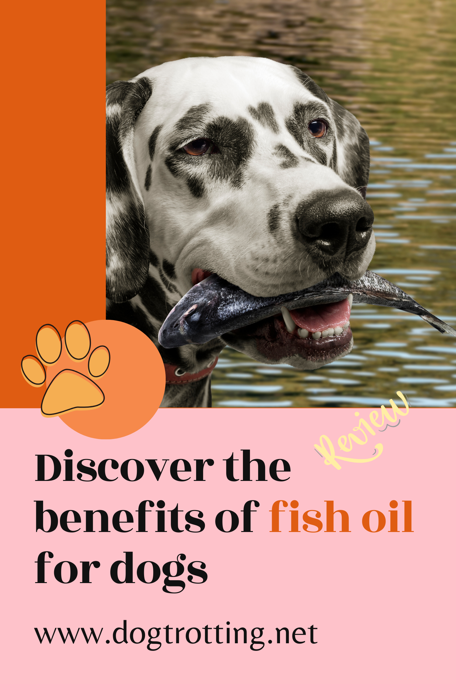 poster with dalmaltion holding a fish promoting fish oil for dog post