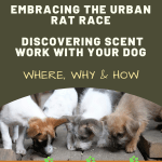 poster with image of sniffing dogs promoting post about dog ratting scent work sport